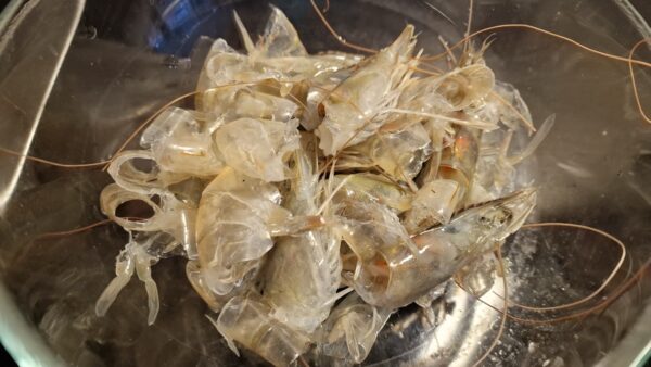 Garnélarák-páncél